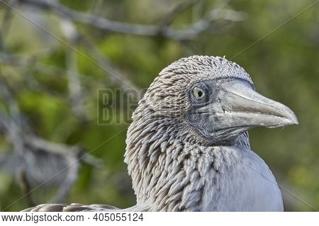 The Blue-footed Booby, Sula Nebouxii, Is A Marine Bird On The Galapagos Islands, Ecuador, South Amer