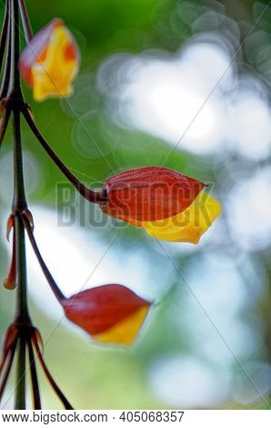 Clock Vine Flowers - Thunbergia Mysorensis - Antigua, Guatemala