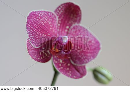 Orchid Flower Close-up On A Light Background.
