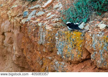 Pied Wheatear Or Oenanthe Pleschanka In Natural Habitat.