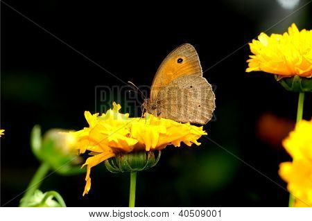 Farfalla sul fiore giallo