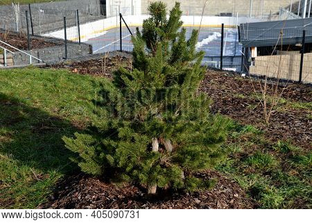 Dark Green, Slightly Shiny, Stiff And Very Long Needles. Richly Branched, Symmetrical Tree That Reta