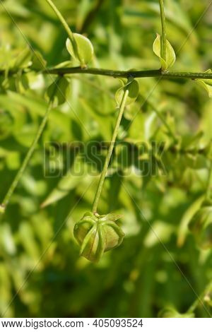 Henrys Lily Seed Pod - Latin Name - Lilium Henryi