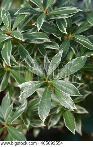 Japanese Pieris Little Heath - Latin Name - Pieris Japonica Little Heath