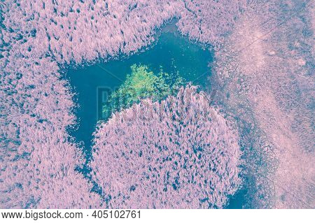 Sedge Texture In Spring. Top View Of A Sedge Overgrown Lake. Nature Background