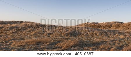 Lyme Gras im Sonnenuntergang