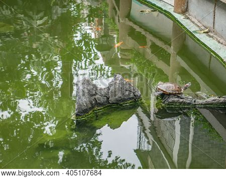Turtle In The Water Pond With Refraction Of The Tree And Building On The Water On The Hualin Street 