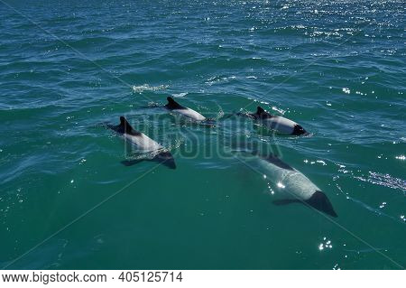 Black And White Commerson Dolphins Swimming In The Turquoise Water Of The Atlantic Ocean At The Coas