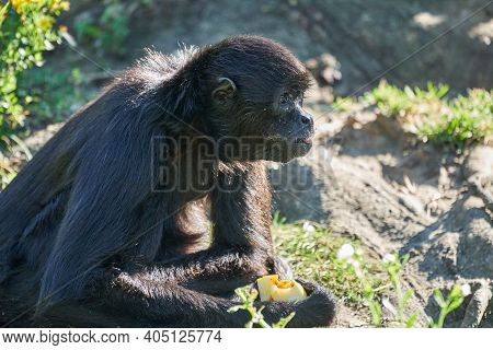 Black Headed Spider Monkey, Ateles Fusciceps, Is Lying In The Warm Sun Light An Relaxing