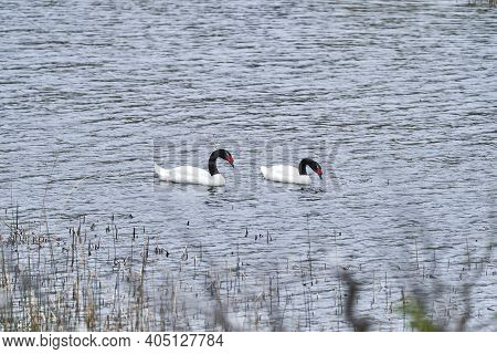 Cygnus Melancoryphus, Black-necked Swan Has A Red Knob Near The Base Of The Bill And White Stripe Be