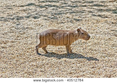 Capibara