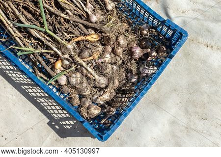 The Freshly Harvested Garlic Is In A Plastic Container. Top View. Garlic Harvest. Garlic Plant With 