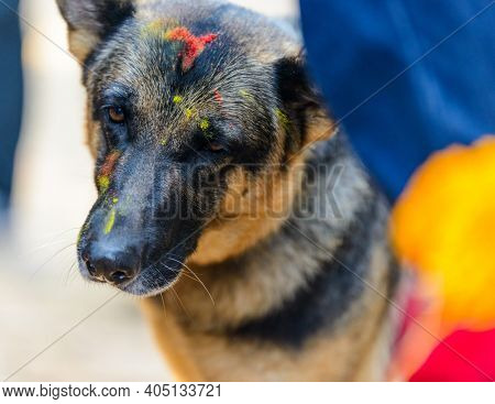 Celebrating Kukur Tihar festival in Kathmandu, Nepal. German shepherd with tika on his forehead.
