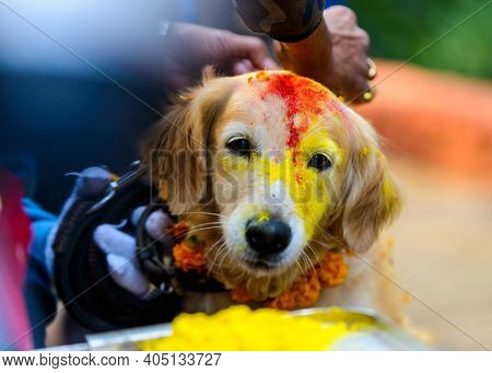 Celebrating Kukur Tihar festival in Kathmandu, Nepal. Dog with red tika and marigold garland.