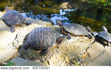 A Flock Of Red-eared Turtles Are Sunbathing On The Shore Of The Reservoir