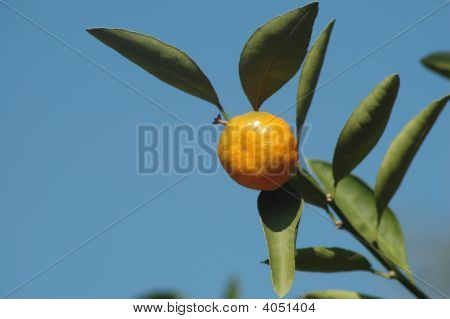 Mandariini