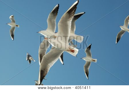 Seagulls
