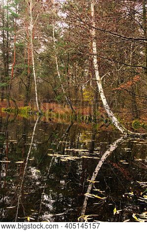 Reflection Of Trees In A Pond. Landscape View Of Pond And Golden Colored Forest. Autumn Nature Lands