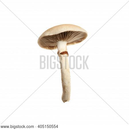 Fresh Wild Pioppini Mushroom Isolated On White