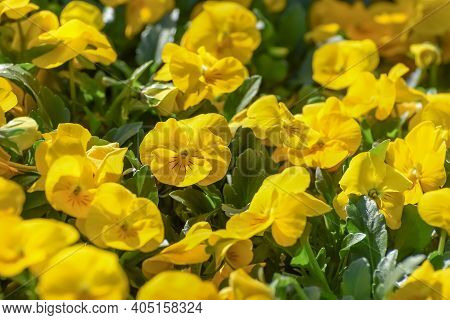 Yellow Pansies With The One Big Upper Overlapping Petal, The Two Side Petals, And The Single Bottom 