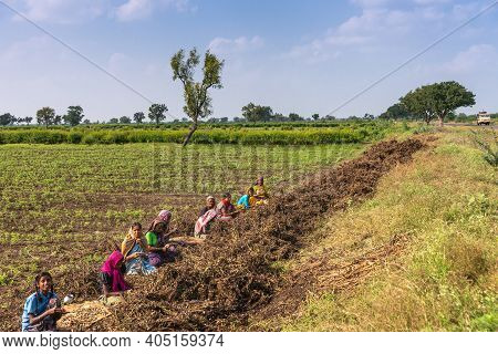 Abbigeri, Karnataka, India - November 6, 2013: Peanut Farming. Row Of 1o Penuts Sort And Pluck Peanu