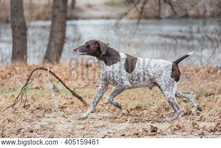 German Kurzhaar, Great Hunting Dog And Loyal Friend. Hunting Dog Runs In Nature