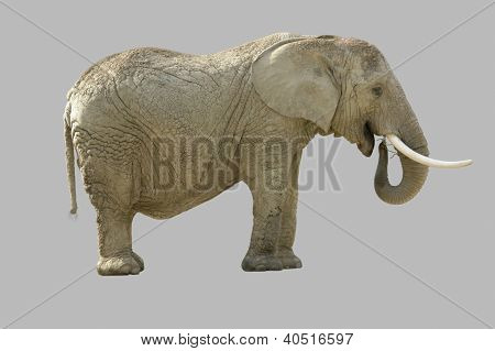 Elefante africano