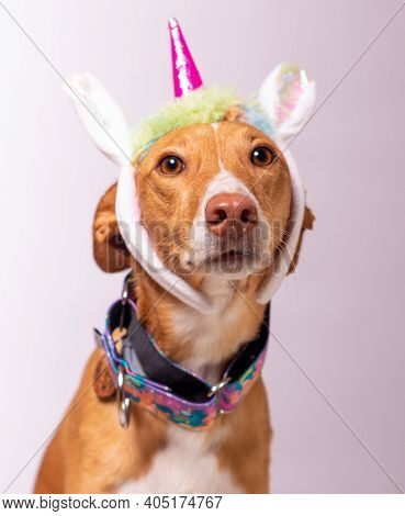 Beautiful Dog With Funny Face Playing And Posing