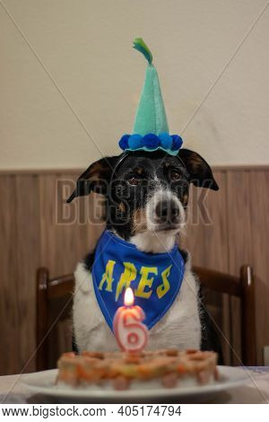 Beautiful Dog With Fun Playing And Posing With A Hat And A Late Birthday