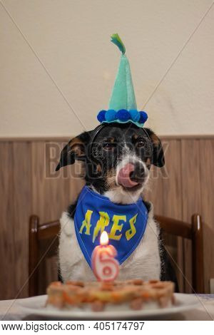 Beautiful Dog With Fun Playing And Posing With A Hat And A Late Birthday