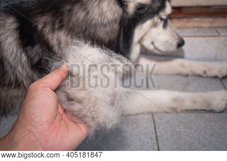 The Dog's Hair Is On Hand. Dogs That Are In Poor Health Cause A Lot Of Hair Loss. The Dog's Fur Is S