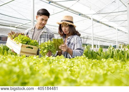 Hydroponics, Two Asian Farmers Own A Vegetable Farm, Use A Tablet To Monitor Temperature Control, An