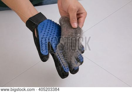 A Man Removing Cats Hair From The Rubber  Grooming Glove. Pet Grooming Tool