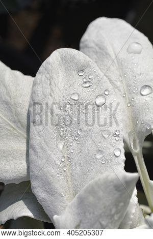 Shining-white Ragwort Angel Wings Leaves - Latin Name - Senecio Candidans Angel Wings