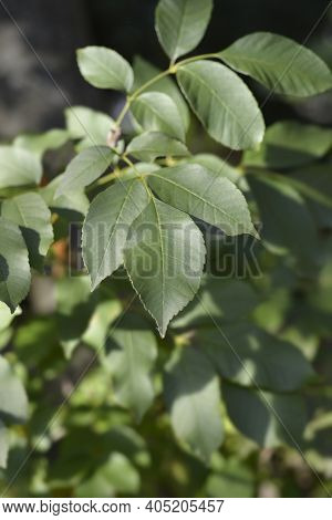 Flowering Ash Leaves - Latin Name - Fraxinus Ornus
