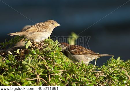 House Sparrows Passer Domesticus Feeding. Female To The Left And Male To The Right. Auckland. North 