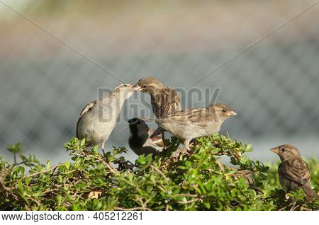House Sparrows Passer Domesticus. Female Feeding To Its Chick. Auckland. North Island. New Zealand.