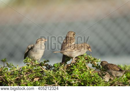 House Sparrow Passer Domesticus Squeaking For Food To Its Mother. Auckland. North Island. New Zealan