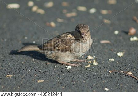 House Sparrow Passer Domesticus. Female Eating Food Scraps. Auckland. North Island. New Zealand.