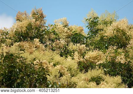 New Zealand Laurel Corynocarpus Laevigata In Flower. Mount Eden. Auckland. North Island. New Zealand