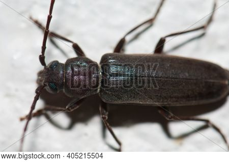 Burnt Pine Longhorn Beetle Arhopalus Tristis. Clifton. North Island. New Zealand.