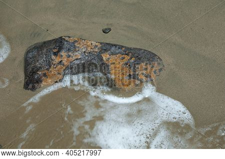 Stone With Coralline Algae On The Beach. Cape Kidnappers Gannet Reserve. North Island. New Zealand.