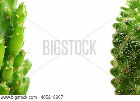 Closeup Of Partially Mini Fairy Castle Cactus And Ladyfinger Cactus Isolated On White Background