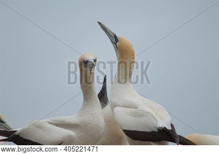 Australasian Gannets Morus Serrator. Adults Courting And Chick At Nest. Black Reef Colony. Cape Kidn