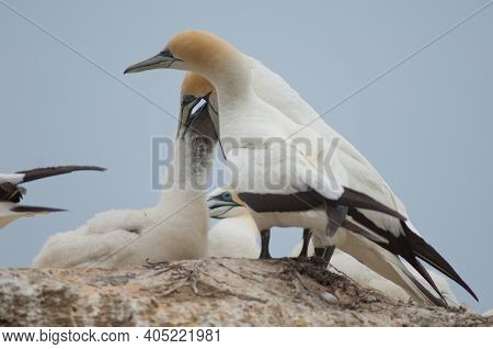 Australasian Gannets Morus Serrator. Adult Feeding Chick. Black Reef Gannet Colony. Cape Kidnappers 