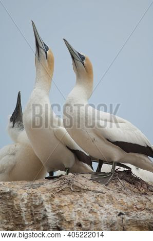 Australasian Gannets Morus Serrator. Adults Courting And Chick At Nest. Black Reef Colony. Cape Kidn