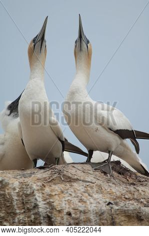 Australasian Gannets Morus Serrator. Adults Courting And Chick At Nest. Black Reef Colony. Cape Kidn