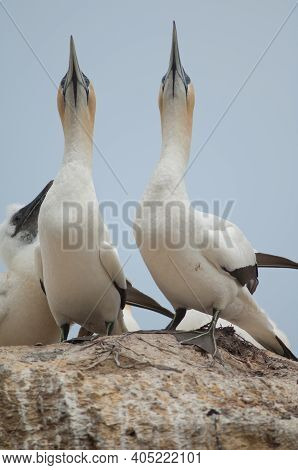 Australasian Gannets Morus Serrator. Adults Courting And Chick At Nest. Black Reef Colony. Cape Kidn