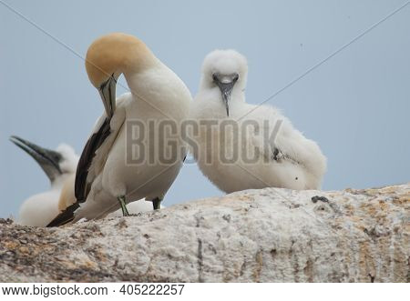 Australasian Gannets Morus Serrator. Adult With Chick At Nest. Black Reef Gannet Colony. Cape Kidnap