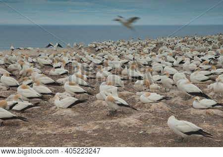 Australasian Gannets Morus Serrator. Plateau Colony. Cape Kidnappers Gannet Reserve. North Island. N